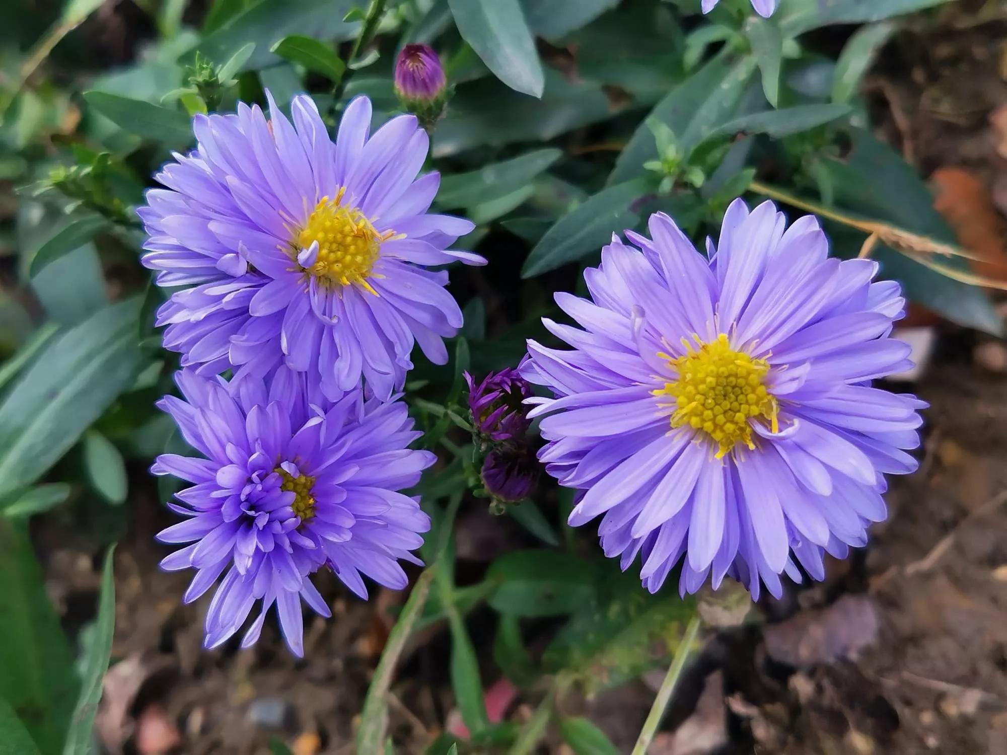 所有花的名称大全,认识各种花的寓意