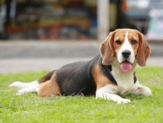 家里马犬太凶怎么办,家里的马犬