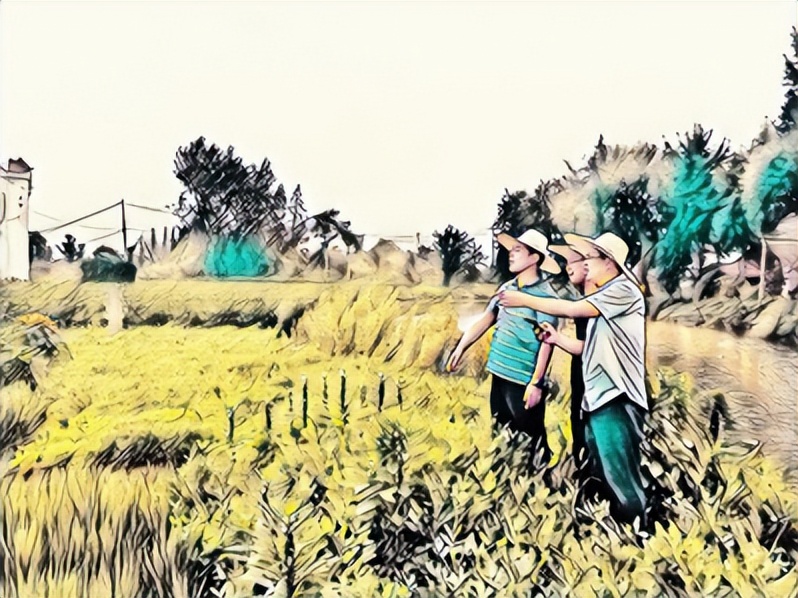 补充耕地项目跟踪审计,耕地占补平衡盈利分析