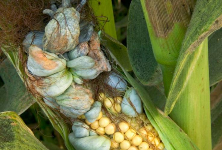 长在玉米上的毒瘤,长在玉米上的毒瘤值钱么