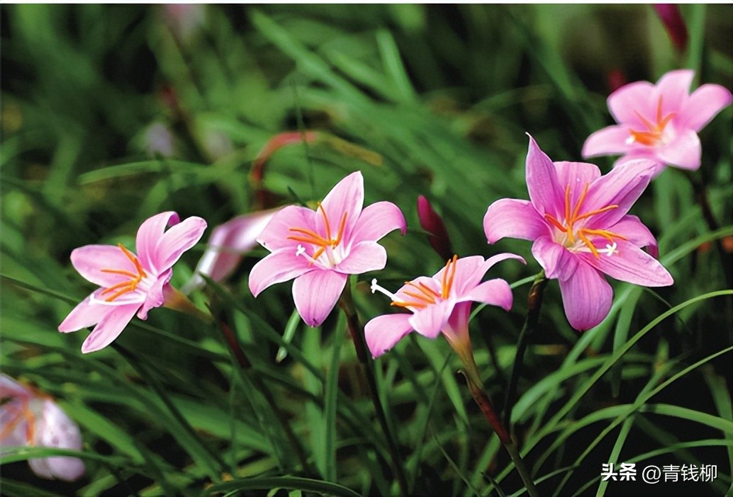 独家揭秘南国花城夏季四季惊艳