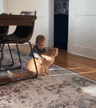 猫做核酸了么,猫核酸检测有必要做吗