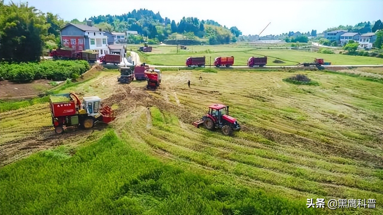 割青麦事件感想,割青麦做青饲料事件