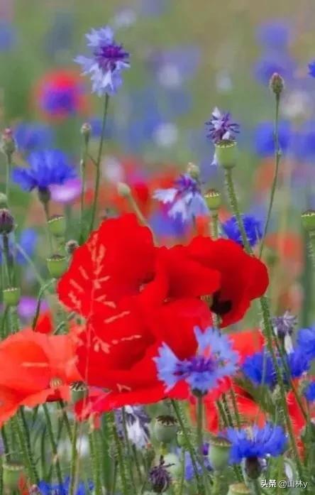 十大绝美花朵,绝美花朵视频