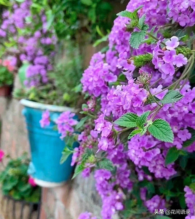 搞笑的花名称大全,花的名字比较奇葩的