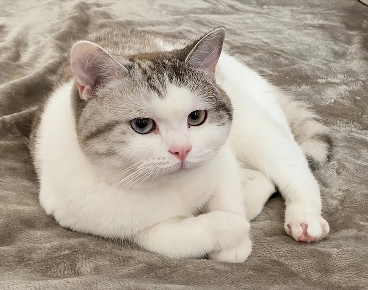 猫咪拉稀便便很臭但是精神好,猫咪大便臭是什么原因