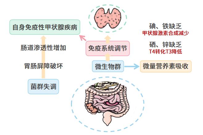 甲状腺与肠道,肠道与甲状腺关系