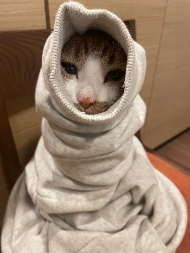 猫是怕冷还是怕热的,最怕冷的猫是什么品种