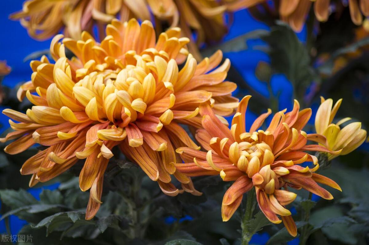 六种东西送了人财两空,不利财的东西千万别送