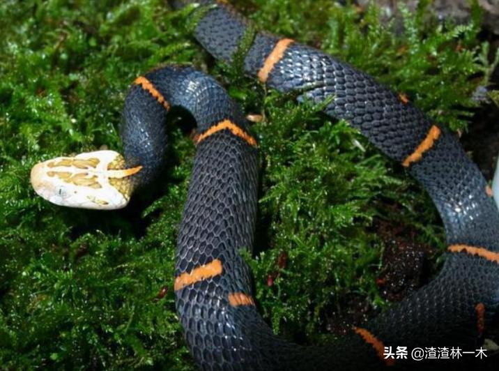 剧毒蝰蛇,毒性最强的蝰蛇