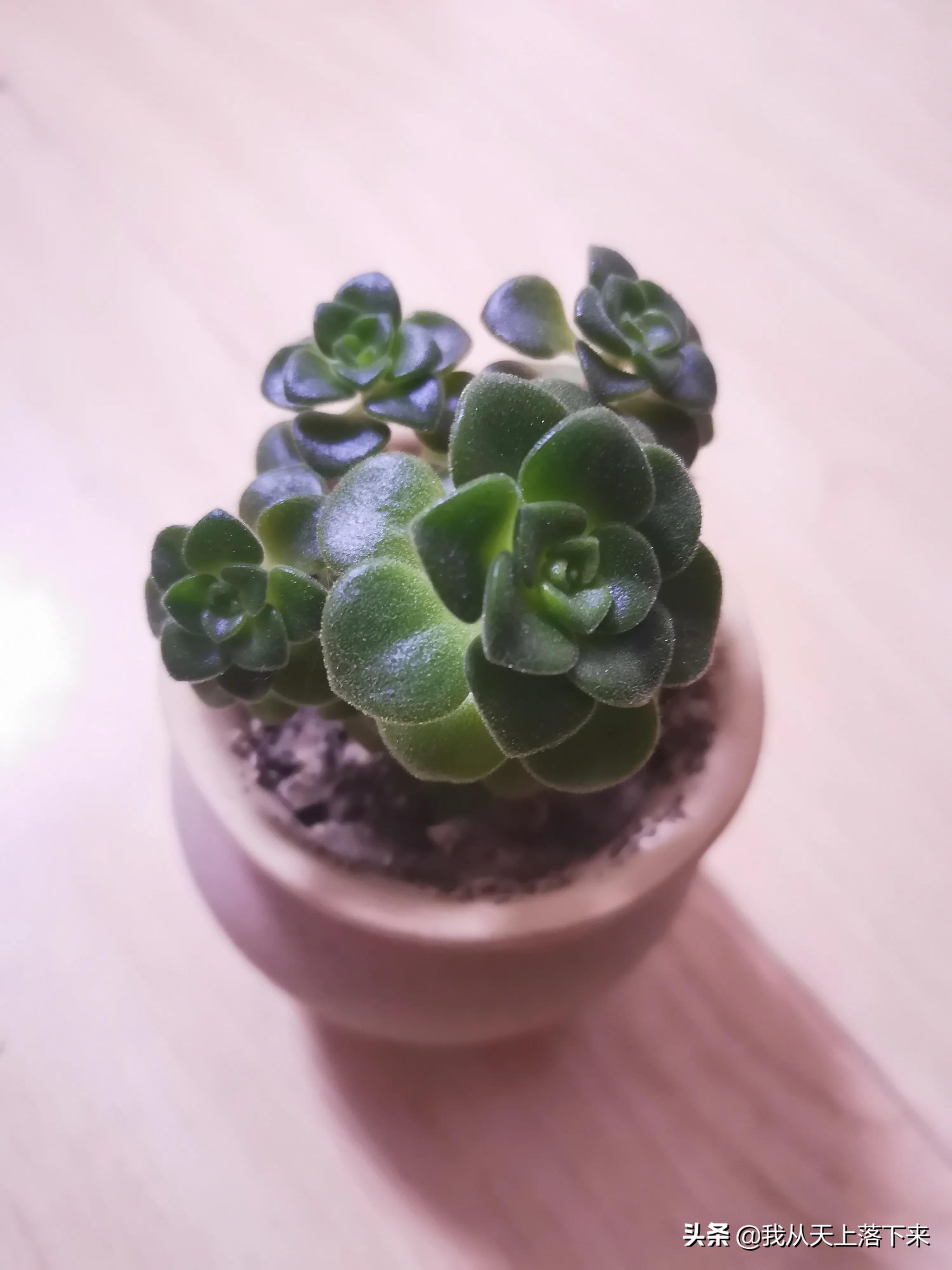 多肉品种及图片大全欣赏,多肉品种辨别图片大全欣赏