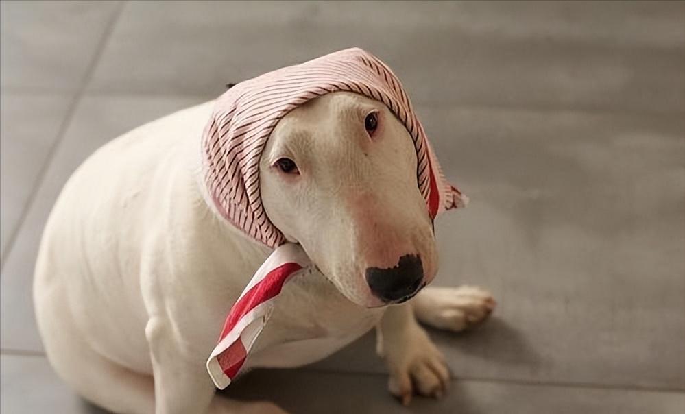 牛头梗为什么少人养,牛头梗这么丑为什么还有人养