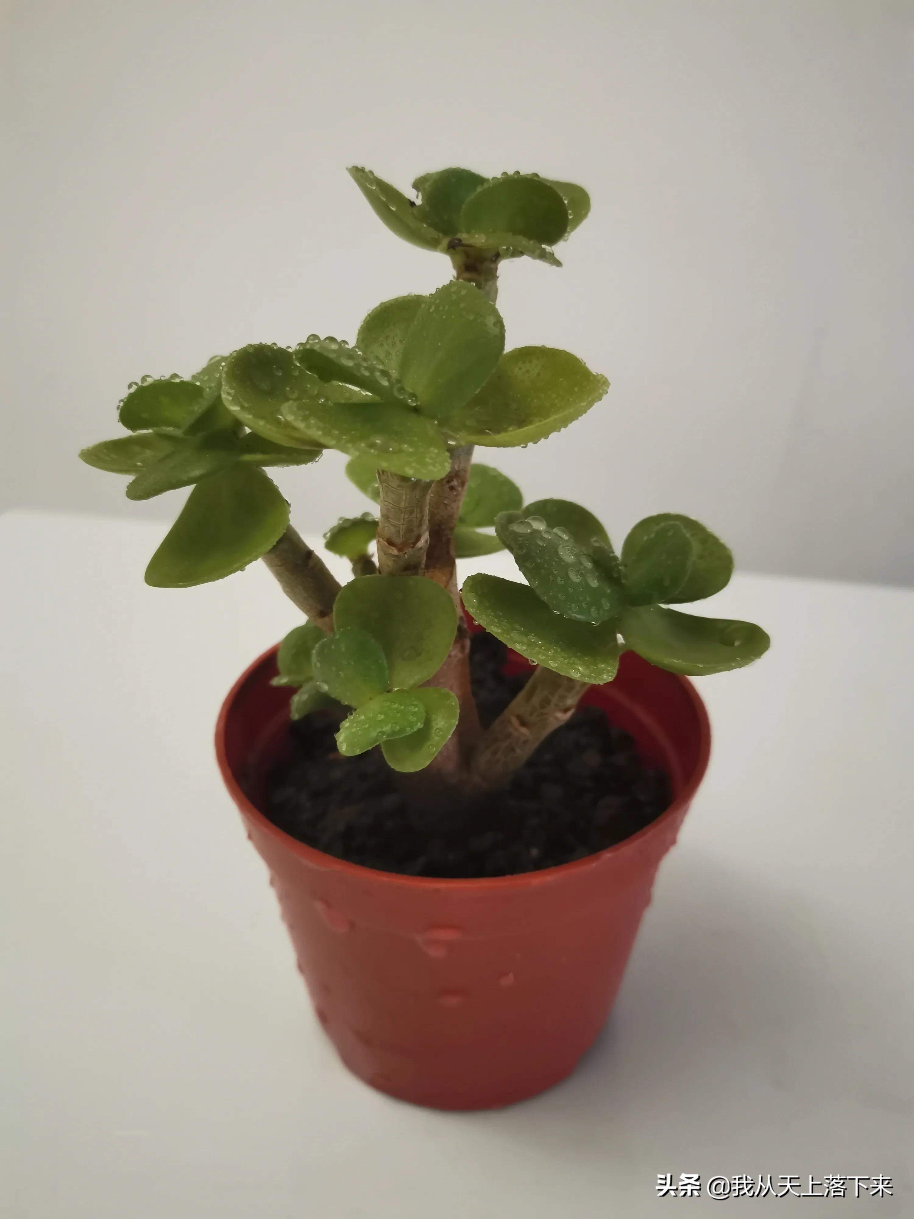 多肉品种及图片大全欣赏,多肉品种辨别图片大全欣赏