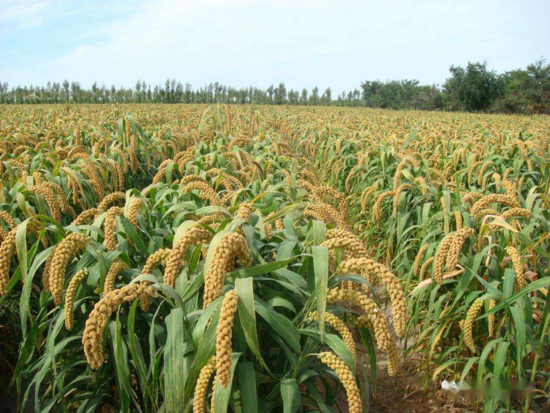 谷子高产种植技术要点,谷子高产的种植方法