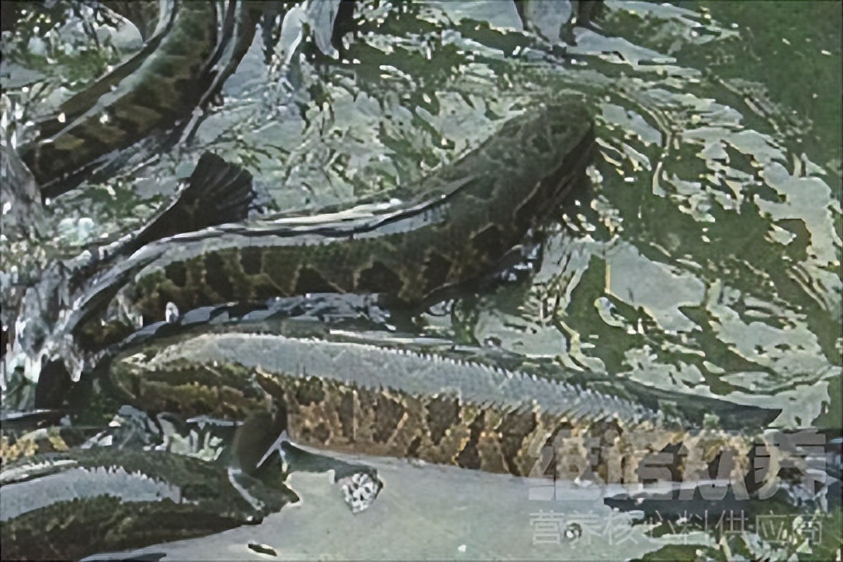 黑鱼养殖技术方法视频,黑鱼养殖技术稻田养黑鱼