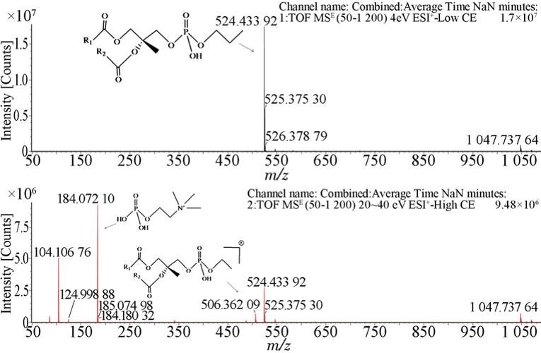 宠物狗容易出现的几种病况,宠物狗最容易得什么疾病