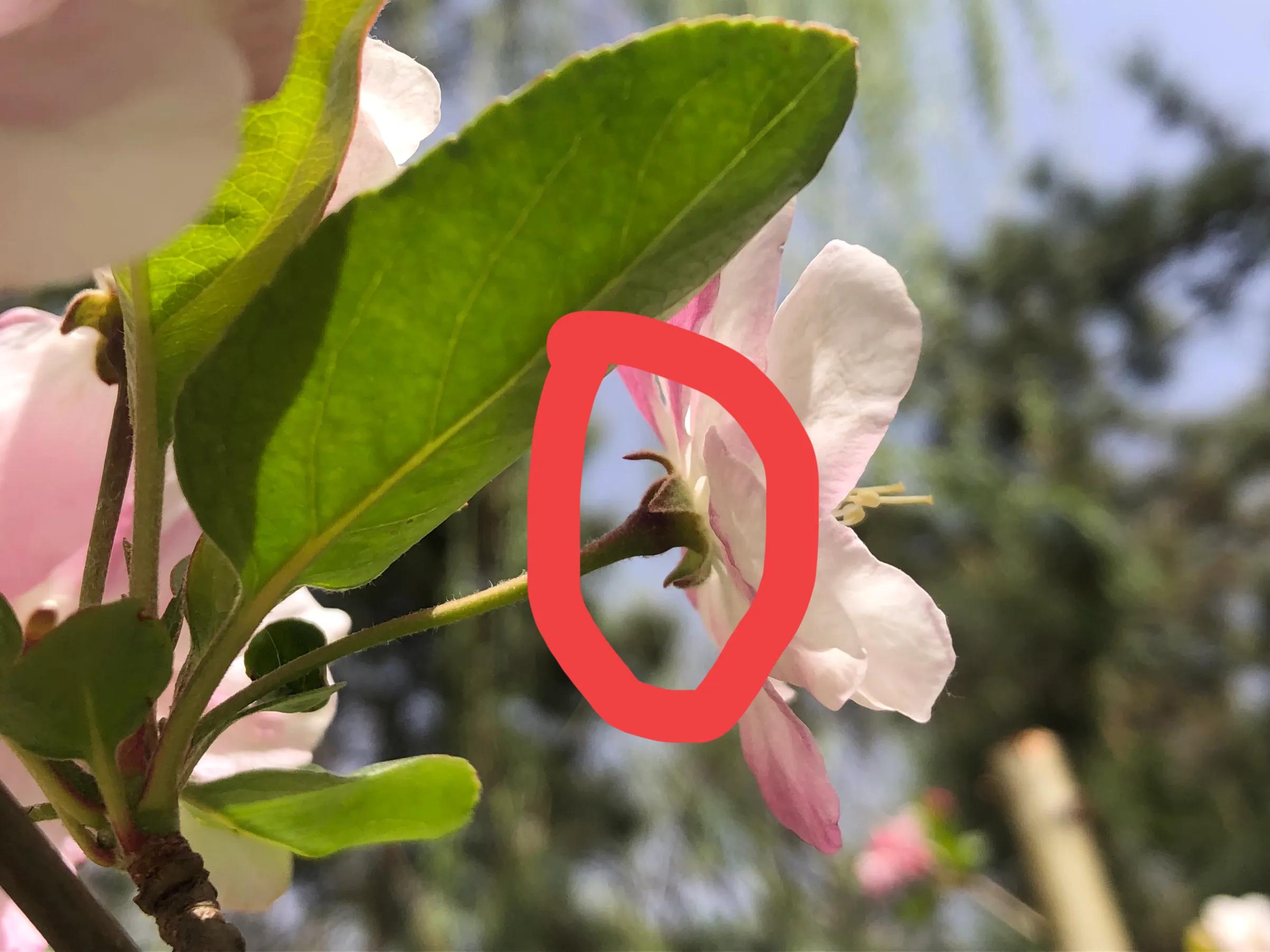 海棠四品怎么样,海棠四品指的是什么