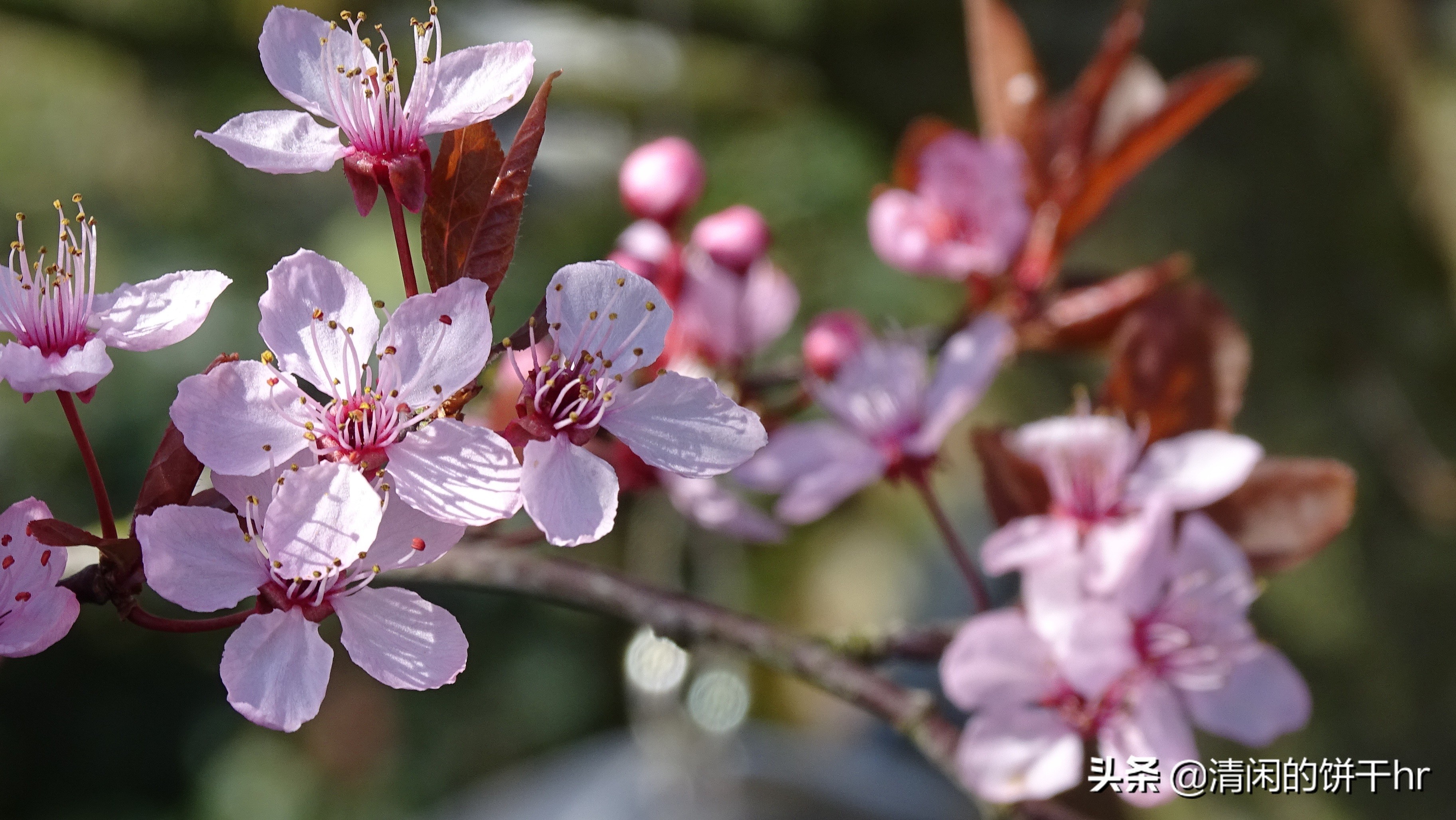 淡雅书香梅花唯美图片,淡雅梅花花卉图片