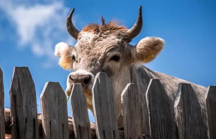 大牛口蹄疫好了牛犊会得口蹄疫吗,牛得了口蹄疫得了心肌炎什么症状