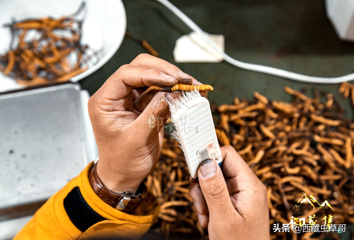 御草集虫草是真的假的,御草集冬虫夏草种植