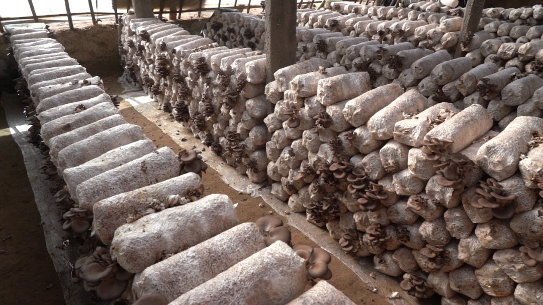 邀您来看，冬日里的“致富经”~