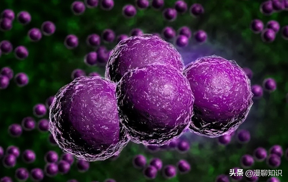 牦牛是高山地区牛的独特品种，肉质鲜嫩，但却饱受葡萄球菌的侵害