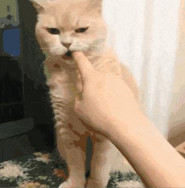 猫咪得狂犬病的征兆,猫咪狂犬病征兆