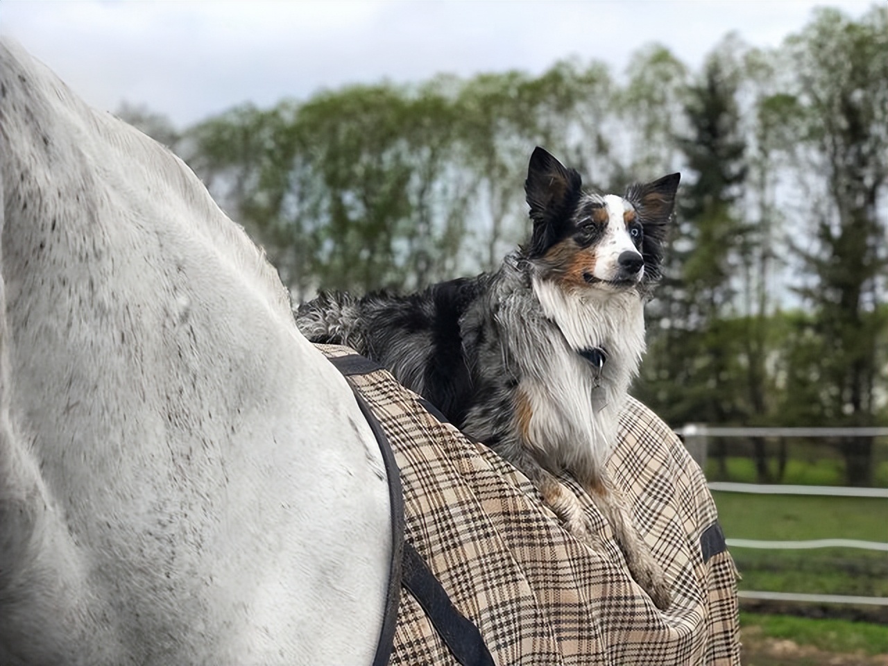 边牧和澳牧的混血狗狗,漂亮狗狗澳牧