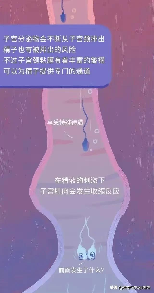 精子进入女性体内的24小时，都经历了什么？漫画