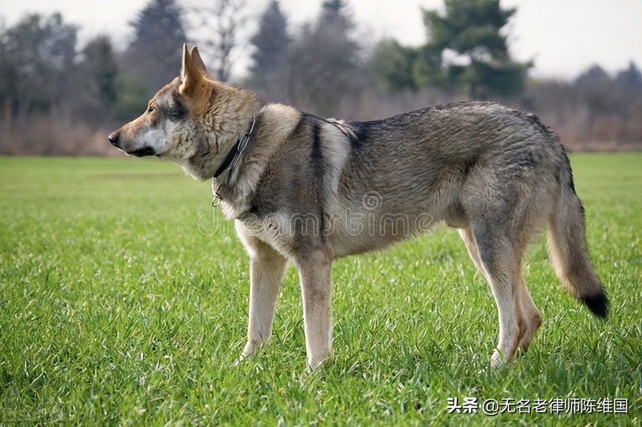 被狗咬死狗主人要担责吗,把偷狗人打死了负法律责任