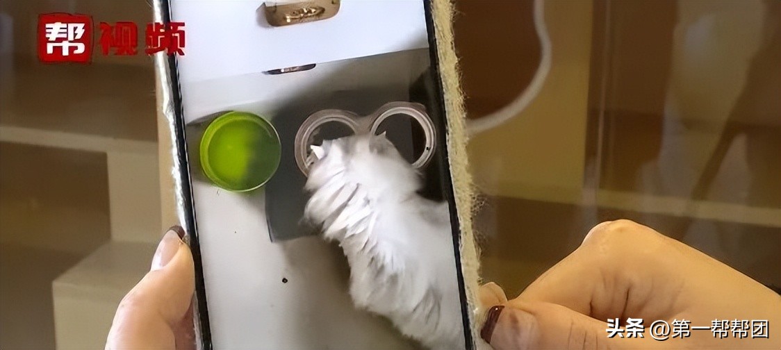 回家过年宠物怎么安置,寄养宠物需要注意什么细节