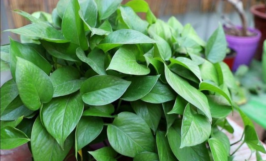 绿萝这样浇水不黄叶不烂根,教你几个小技巧让绿萝枝繁叶茂