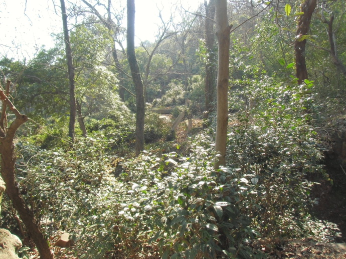 苏州市东山雨花胜境,2017年苏州东山雨花胜境