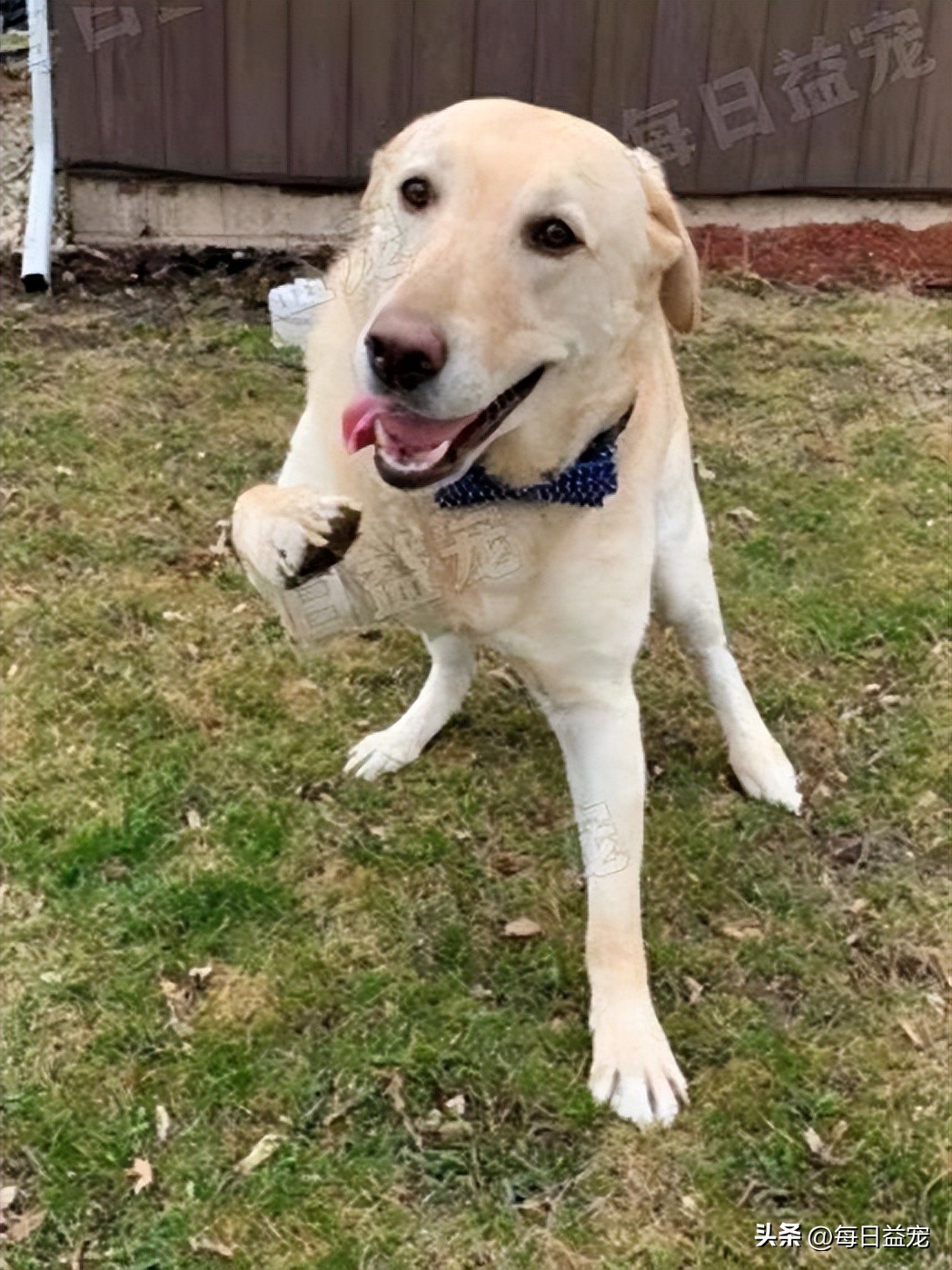 狗狗魔性舞步太洗脑,狗狗魔性跳舞