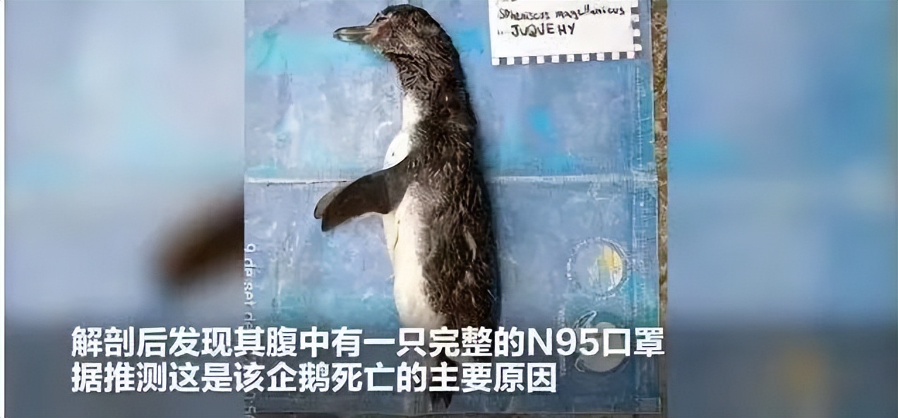 爱护环境不能随意丢弃口罩,使用过的废弃口罩是有害垃圾吗