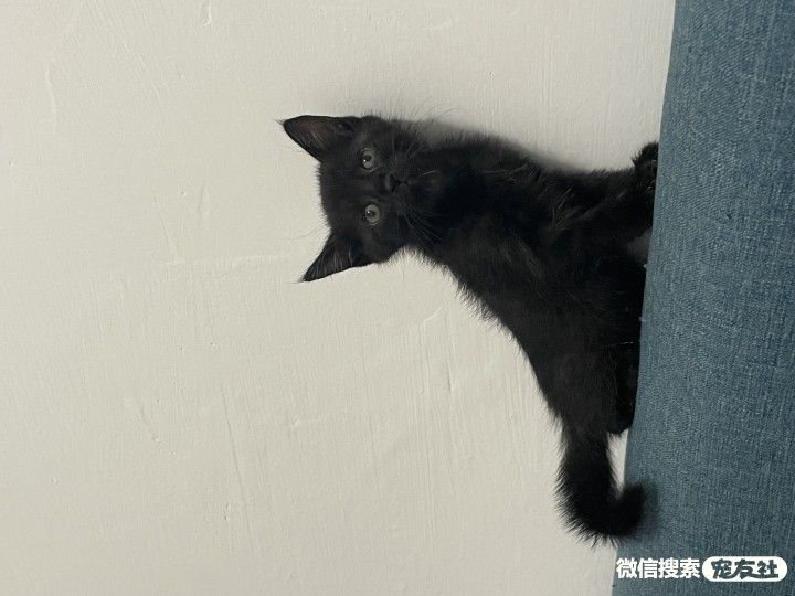 宠物领养、全国宠物*养送**、押金无偿免费领养 20220720