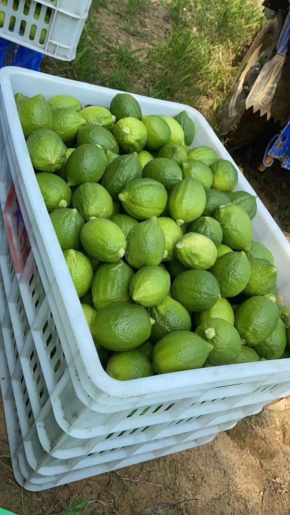 为什么买的香水柠檬不香,香水柠檬为什么那么香