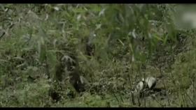 山村十大诡异怪事件,四川大山发现的怪物