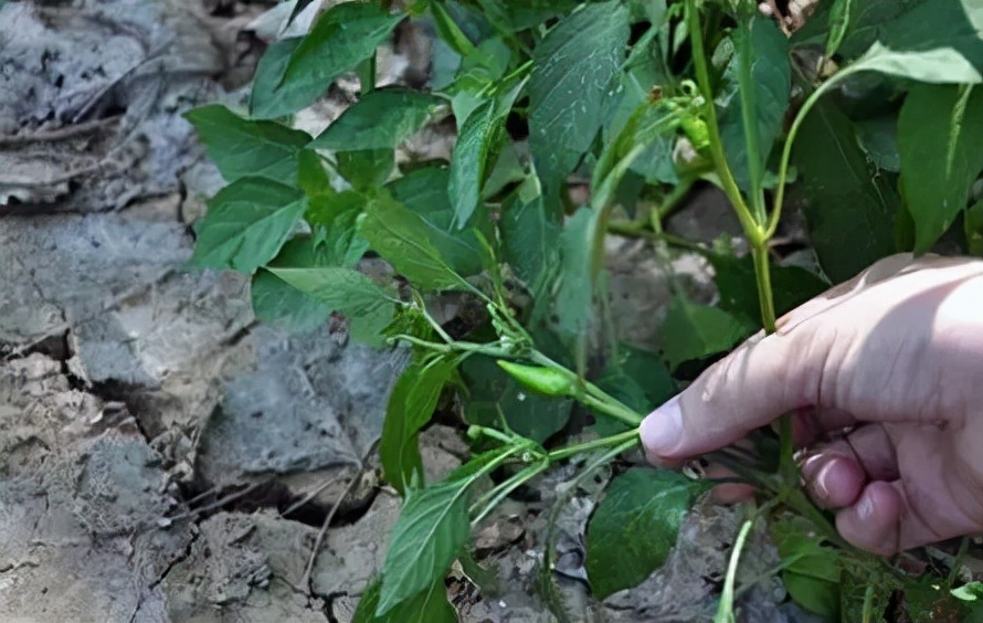 辣椒卷叶是什么病怎么治,辣椒有黄叶卷叶用什么药打才能治