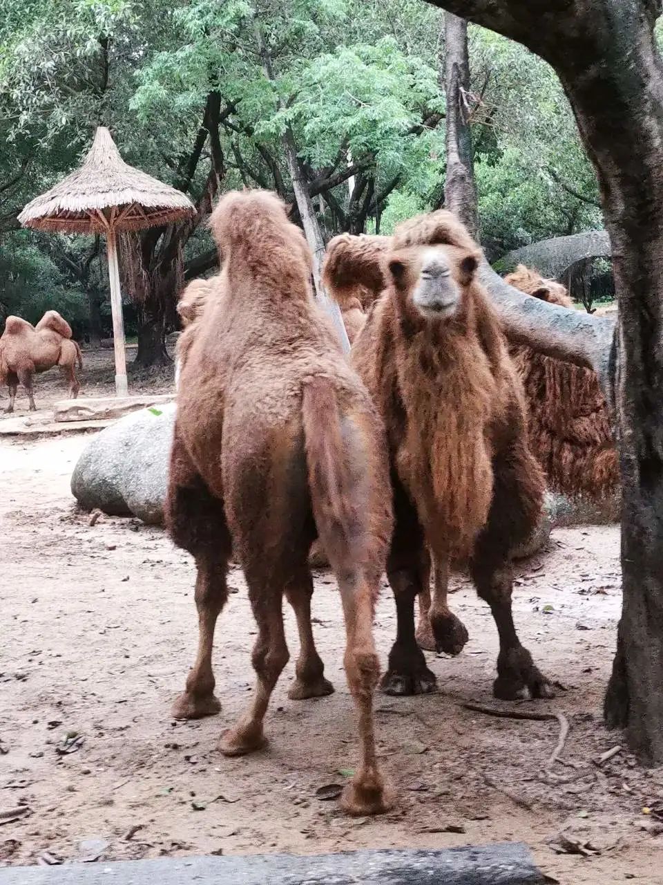 广州长隆野生动物园一日游vlog,广州长隆野生动物世界旅游攻略