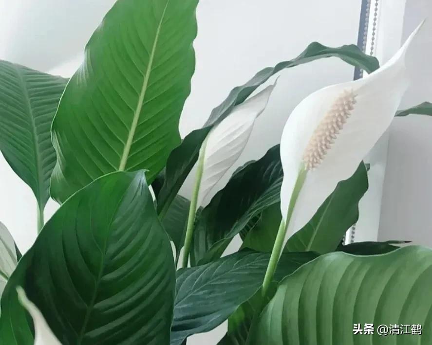 白鹤芋不开花别急着扔,“5步骤”矫正养护,叶子油绿花开不断