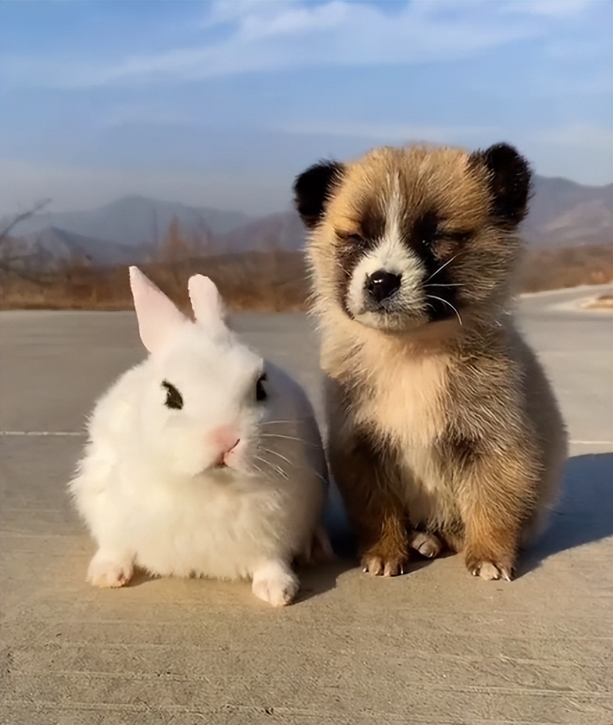 狗界巅峰中华田园犬,狗界巅峰的狗子