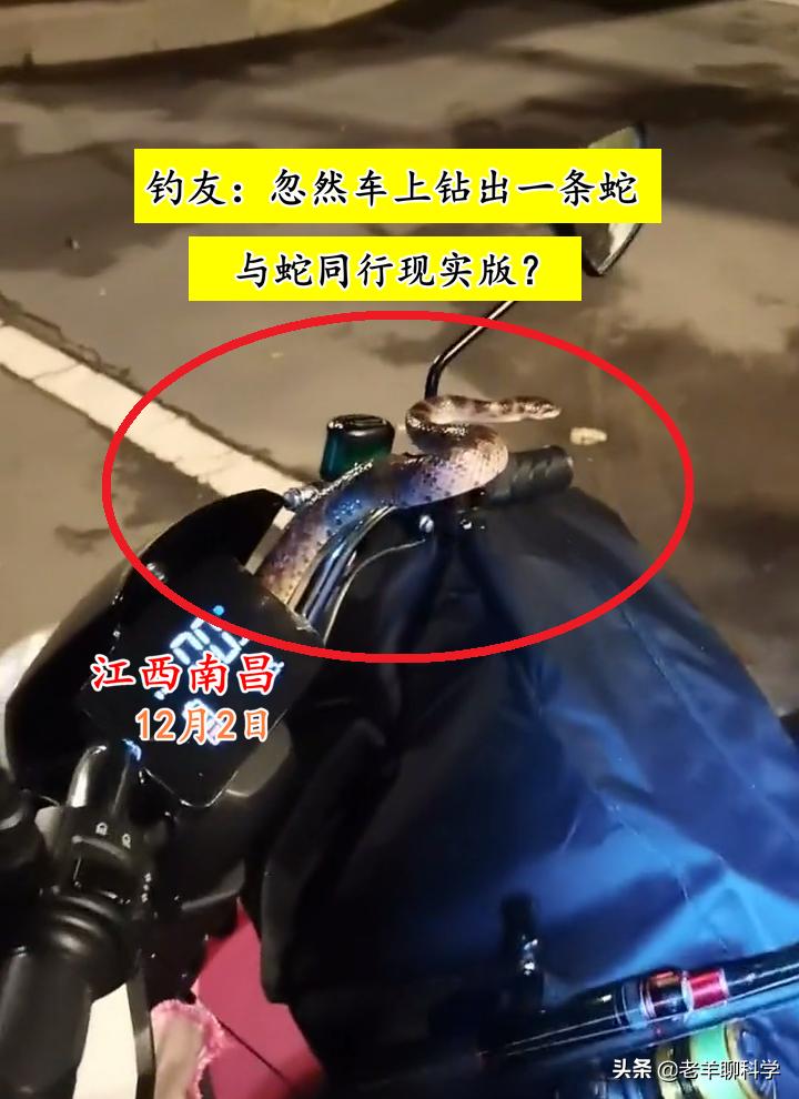 男子夜钓打5条蛇,男子半夜开车蛇在车窗