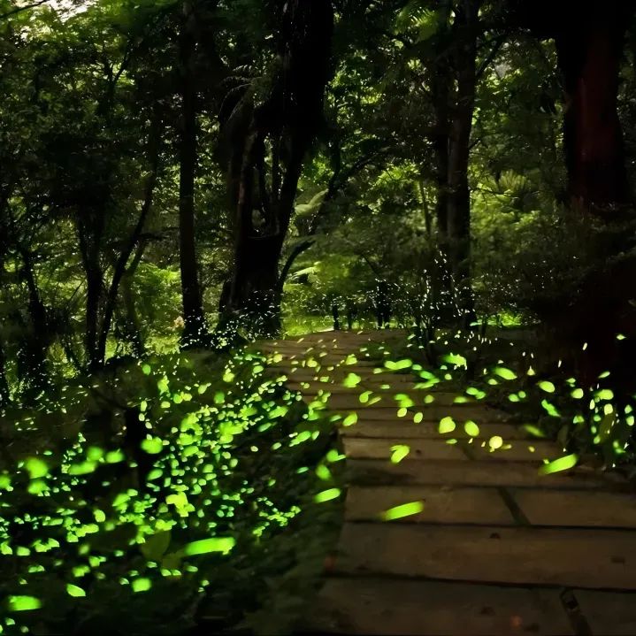 六月一起去邛崃逛古镇看云海日出共赴萤火虫之约