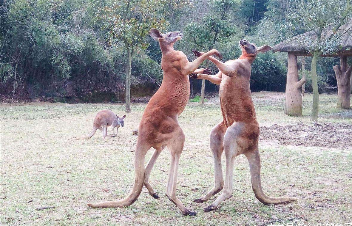 袋鼠真的聪明又温顺？若是这样，为什么澳大利亚还禁止私自饲养？