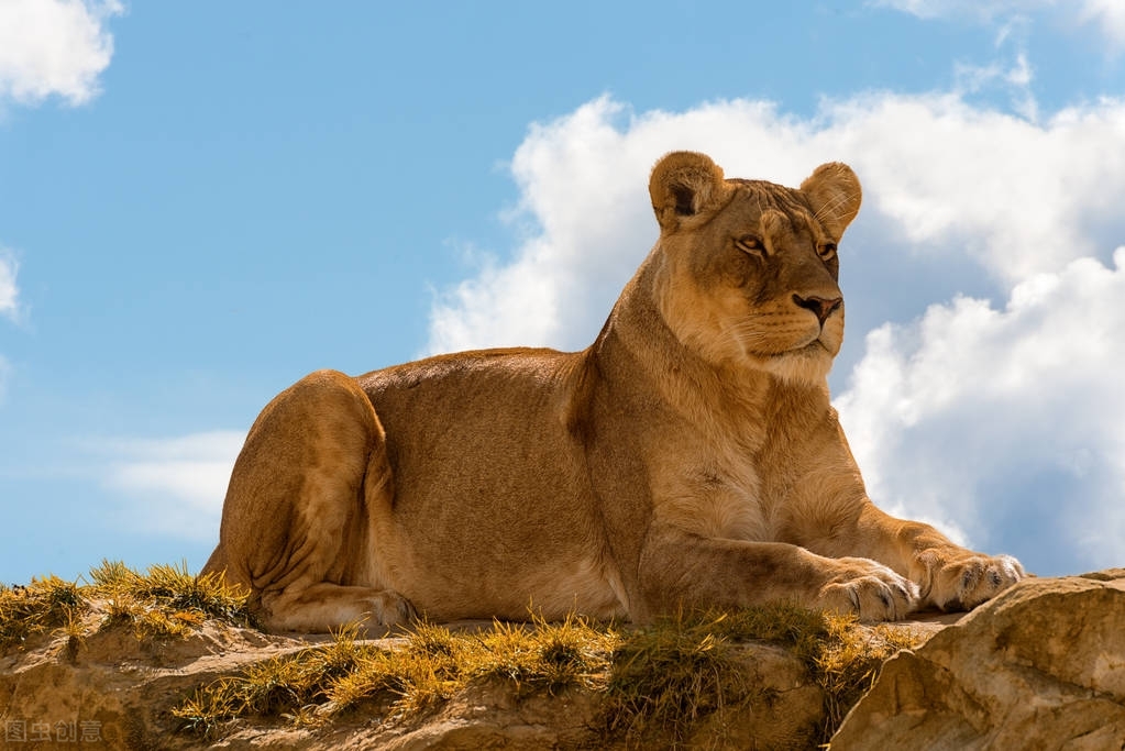 「狮子座」八月你需要关注理财投资，自我提升，事业以及人生规划
