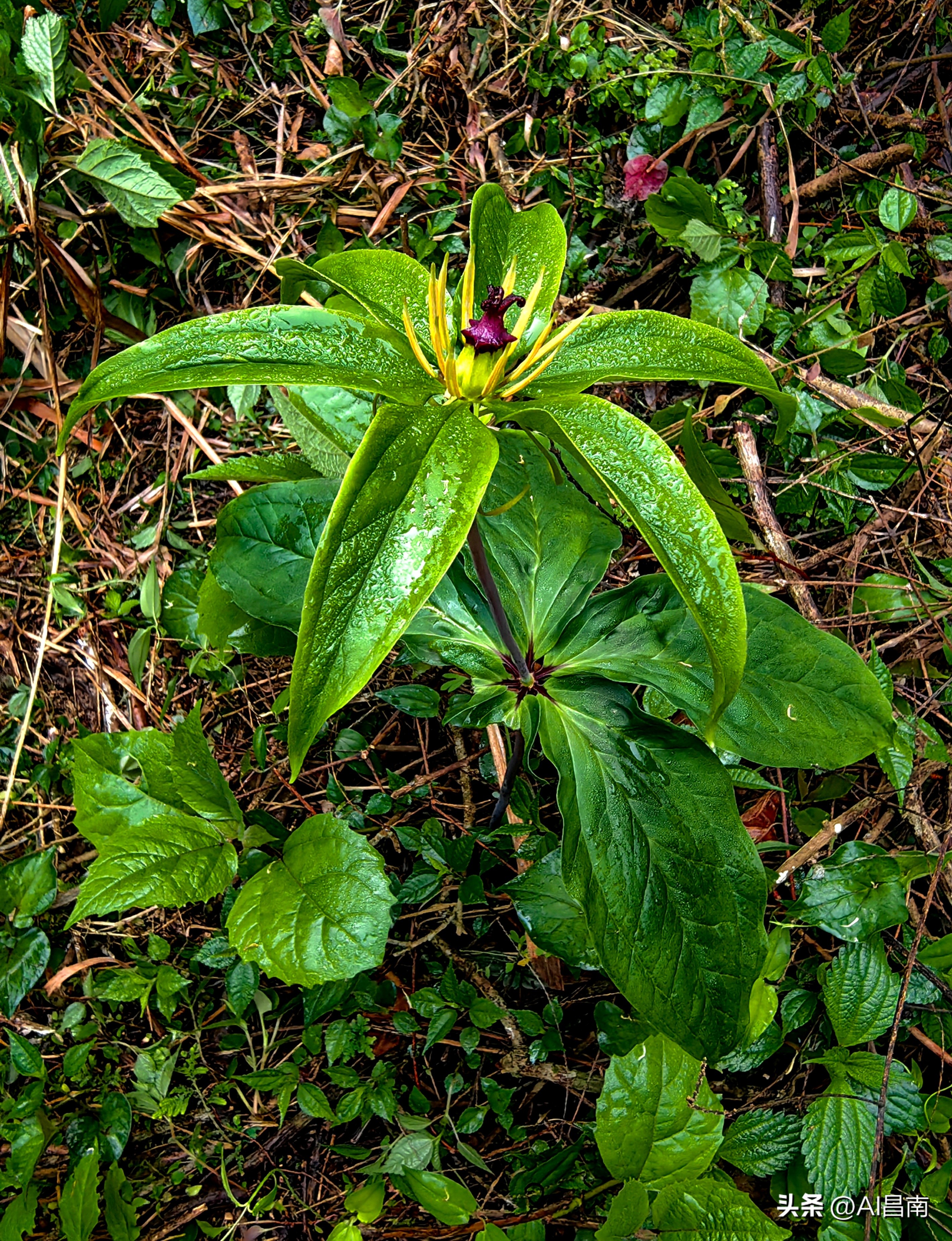浮梁江村七叶一枝花,江西九岭山首次发现极度濒危植物