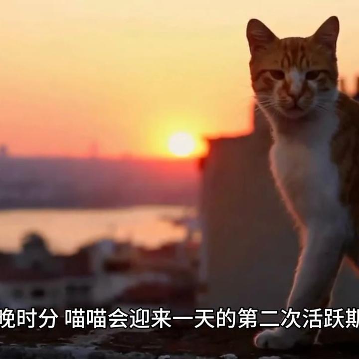 猫的一天生活记录,猫咪的生活习性是怎样的