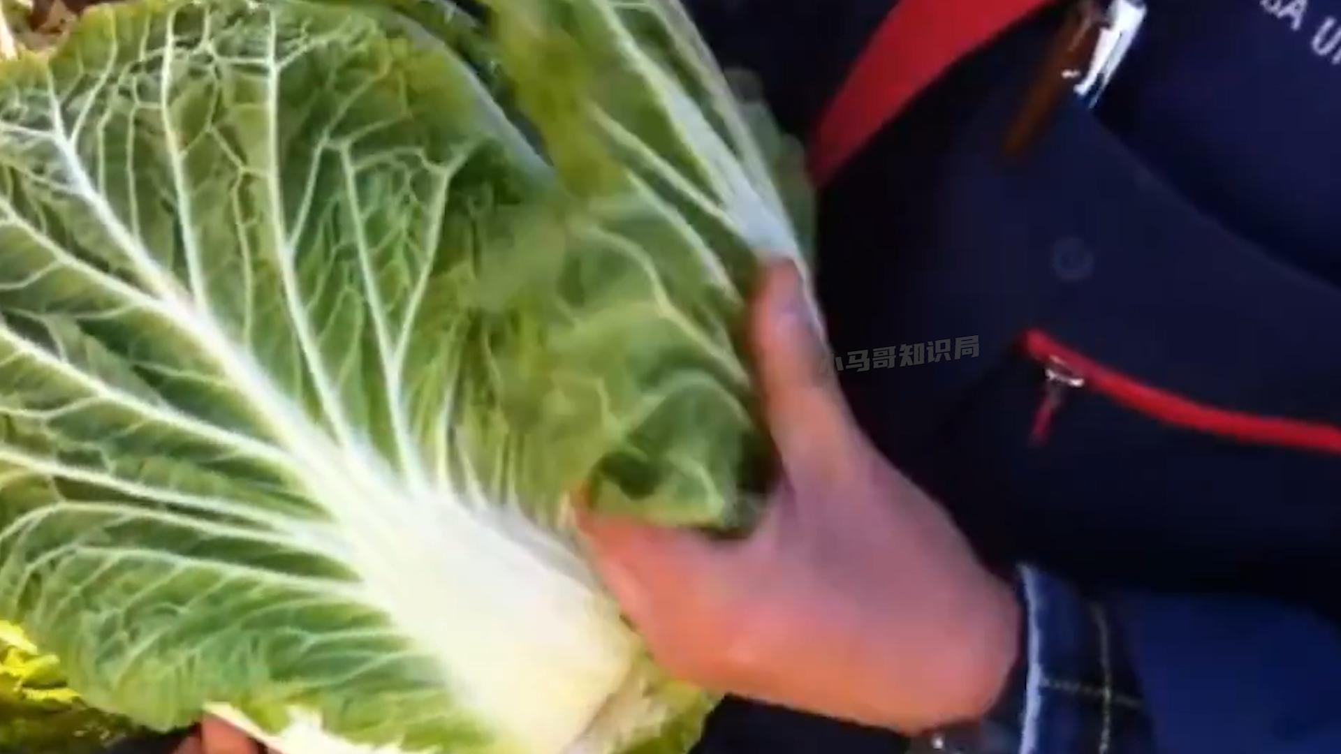 韩国人西瓜为什么贵,韩国人西瓜真的那么贵吗