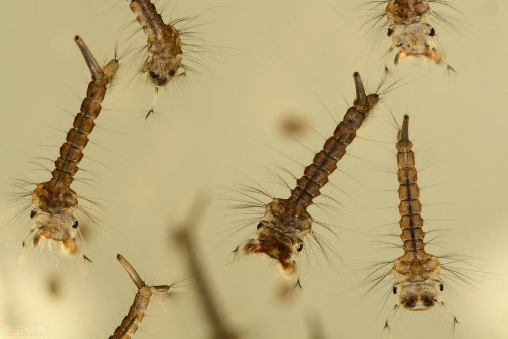 为何烦人的蚊子今年没往年多？三个原因